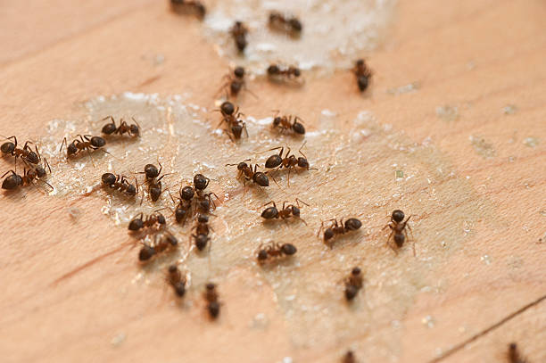Best Affordable Pest Control Services  in International Falls, MN