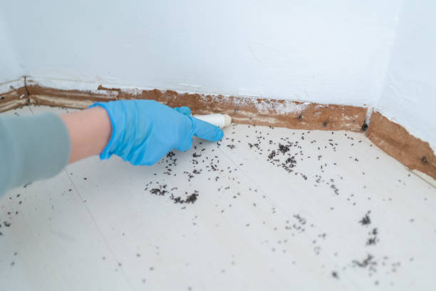 Best Emergency Pest Control  in International Falls, MN